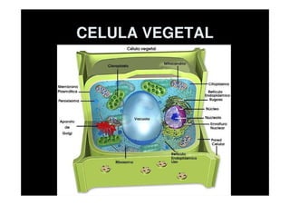 CELULA VEGETAL
 