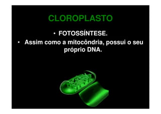 CLOROPLASTO
          • FOTOSSÍNTESE.
• Assim como a mitocôndria, possui o seu
             próprio DNA.
 