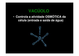 VACÚOLO
• Controla a atividade OSMÓTICA da
   célula (entrada e saída de água)
 