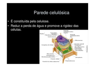 Parede celulósica
• É constituída pela celulose.
• Reduz a perda de água e promove a rigidez das
  células.
 