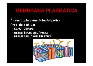 MEMBRANA PLASMÁTICA
• É uma dupla camada fosfolipídica
• Propicia a célula
  – ELASTICIDADE;
  – RESISTÊNCIA MECÂNICA;
  – PERMEABILIDADE SELETIVA.
 