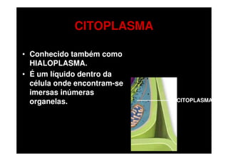 CITOPLASMA

• Conhecido também como
  HIALOPLASMA.
• É um líquido dentro da
  célula onde encontram-se
  imersas inúmeras
  organelas.                 CITOPLASMA
 