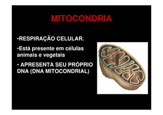 MITOCONDRIA

•RESPIRAÇÃO CELULAR.
•Está presente em células
animais e vegetais
• APRESENTA SEU PRÓPRIO
DNA (DNA MITOCONDRIAL)
 