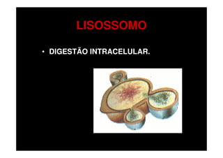 LISOSSOMO

• DIGESTÃO INTRACELULAR.
 