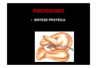 RIBOSSOMO
• SÍNTESE PROTÉICA.
 