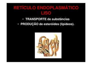 RETÍCULO ENDOPLASMÁTICO
          LISO
    • TRANSPORTE de substâncias
 • PRODUÇÃO de esteróides (lipídeos).
 