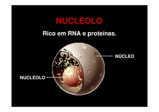 NUCLÉOLO
       Rico em RNA e proteínas.


                              NÚCLEO



NUCLÉOLO
 