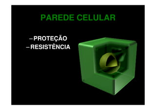 PAREDE CELULAR

 – PROTEÇÃO
– RESISTÊNCIA
 