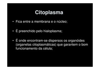 Citoplasma
• Fica entre a membrana e o núcleo;

• É preenchido pelo hialoplasma;

• É onde encontram-se dispersos os organóides
  (organelas citoplasmáticas) que garantem o bom
  funcionamento da célula;
 
