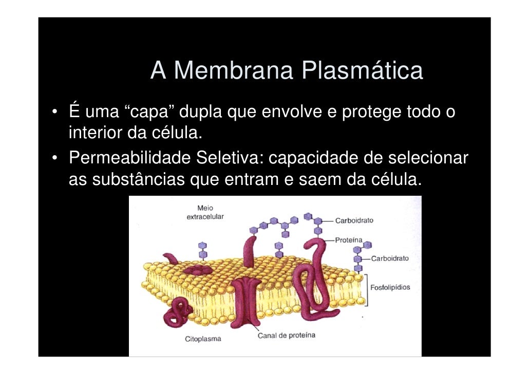 A Membrana Plasmática Caracteriza Se Por Apresentar Uma Permeabilidade Seletiva