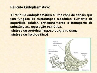 Retículo Endoplasmático: O retículo endoplasmático é uma rede de canais que tem funções de sustentação mecânica, aumento da superfície celular, armazenamento e transporte de substâncias, regulação osmótica. síntese de proteína (rugoso ou granuloso); síntese de lipídios (liso). 