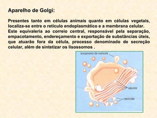 Aparelho de Golgi: Presentes tanto em células animais quanto em células vegetais, localiza-se entre o retículo endoplasmático e a membrana celular. Este equivaleria ao correio central, responsável pela separação, empacotamento, endereçamento e exportação de substâncias úteis, que atuarão fora da célula, processo denominado de secreção celular, além de   sintetizar os lisossomos .  