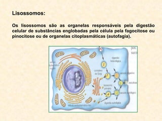 Lisossomos: Os lisossomos são as organelas responsáveis pela digestão celular de substâncias englobadas pela célula pela fagocitose ou pinocitose ou de organelas citoplasmáticas (autofagia). 