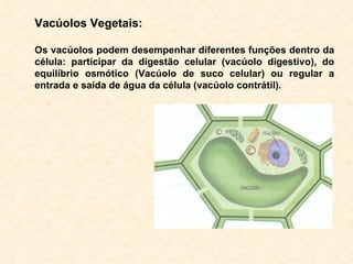 Vacúolos Vegetais: Os vacúolos podem desempenhar diferentes funções dentro da célula: participar da digestão celular (vacúolo digestivo), do equilíbrio osmótico (Vacúolo de suco celular) ou regular a entrada e saída de água da célula (vacúolo contrátil). 