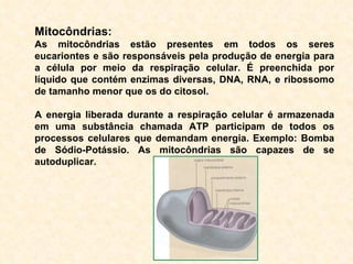 Mitocôndrias: As mitocôndrias estão presentes em todos os seres eucariontes e são responsáveis pela produção de energia para a célula por meio da respiração celular. É preenchida por líquido que contém enzimas diversas, DNA, RNA, e ribossomo de tamanho menor que os do citosol.   A energia liberada durante a respiração celular é armazenada em uma substância chamada ATP participam de todos os processos celulares que demandam energia. Exemplo: Bomba de Sódio-Potássio.   As mitocôndrias são capazes de se autoduplicar.   