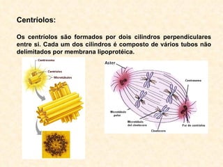 Centríolos: Os centríolos são formados por dois cilindros perpendiculares entre si. Cada um dos cilindros é composto de vários tubos não delimitados por membrana lipoprotéica.  