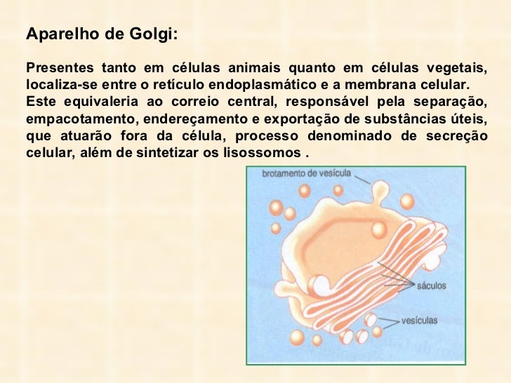 Qual O Nome Da Organela Relacionada A Fotossíntese