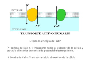 Utiliza la energía del ATP
 Bomba de Na+-K+: Transporta sodio al exterior de la célula y
potasio al interior en contra de potencial electroquímico.
Bomba de Ca2+: Transporta calcio al exterior de la célula.
 