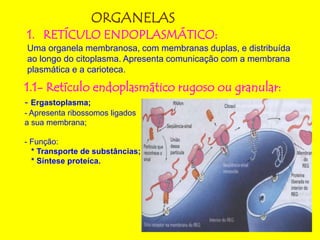 ORGANELAS
1. RETÍCULO ENDOPLASMÁTICO:
Uma organela membranosa, com membranas duplas, e distribuída
ao longo do citoplasma. Apresenta comunicação com a membrana
plasmática e a carioteca.
1.1- Retículo endoplasmático rugoso ou granular:
- Ergastoplasma;
- Apresenta ribossomos ligados
a sua membrana;
- Função:
* Transporte de substâncias;
* Síntese proteíca.
 