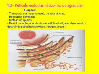 1.2- Retículo endoplasmático liso ou agranular:
Funções:
- Transporte e armazenamento de substâncias;
- Regulação osmótica;
- Síntese de lipídios;
- Desintoxicação, abundante nas células do fígado absorvendo e
destruíndo substâncias tóxicas.( drogas, álcool).
 