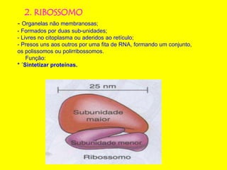 2. RIBOSSOMO
- Organelas não membranosas;
- Formados por duas sub-unidades;
- Livres no citoplasma ou aderidos ao retículo;
- Presos uns aos outros por uma fita de RNA, formando um conjunto,
os polissomos ou polirribossomos.
Função:
* ´Sintetizar proteínas.
 