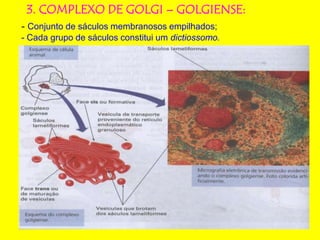 3. COMPLEXO DE GOLGI – GOLGIENSE:
- Conjunto de sáculos membranosos empilhados;
- Cada grupo de sáculos constitui um dictiossomo.
 
