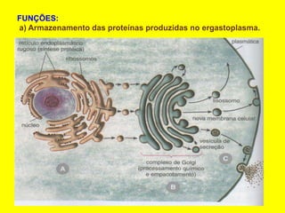 FUNÇÕES:
a) Armazenamento das proteínas produzidas no ergastoplasma.
 