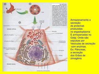 Armazenamento e
secreção
de proteínas
produzidas
no ergastoplasma
E armazenadas no
Golgi. Onde são
expulsas por
Vesículas de secreção
com enzimas.
Ex: Pâncreas,
a secreção
dos Grãos de
zimogênio
 