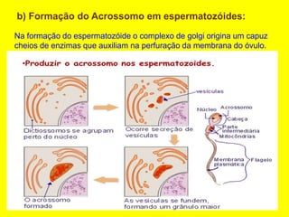b) Formação do Acrossomo em espermatozóides:
Na formação do espermatozóide o complexo de golgi origina um capuz
cheios de enzimas que auxiliam na perfuração da membrana do óvulo.
 