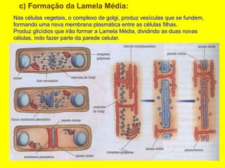 c) Formação da Lamela Média:
Nas células vegetais, o complexo de golgi, produz vesículas que se fundem,
formando uma nova membrana plasmática entre as células filhas.
Produz glicídios que irão formar a Lamela Média, dividindo as duas novas
células, indo fazer parte da parede celular.
 