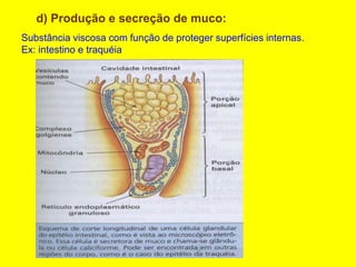 d) Produção e secreção de muco:
Substância viscosa com função de proteger superfícies internas.
Ex: intestino e traquéia
 