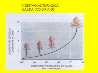 DIGESTÃO AUTOFÁGICA
CAUDA DOS GIRINOS
 
