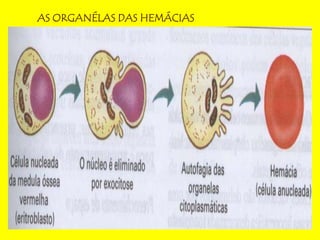 AS ORGANÉLAS DAS HEMÁCIAS
 