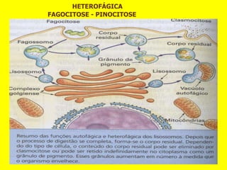 HETEROFÁGICA
FAGOCITOSE - PINOCITOSE
 
