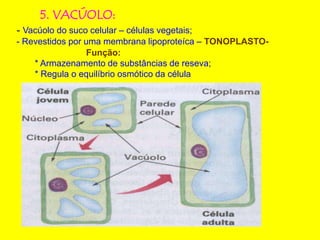 5. VACÚOLO:
- Vacúolo do suco celular – células vegetais;
- Revestidos por uma membrana lipoproteíca – TONOPLASTO-
Função:
* Armazenamento de substâncias de reseva;
* Regula o equilíbrio osmótico da célula
 