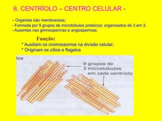 6. CENTRÍOLO – CENTRO CELULAR -
- Organela não membranosa;
- Formada por 9 grupos de microtúbulos proteicos; organizados de 3 em 3.
- Ausentes nas gimnospermas e angiospermas;
Função:
* Auxiliam os cromossomos na divisão celular;
* Originam os cílios e flagelos
 