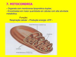7. MITOCONDRIA
- Organela com membranas lipoprotéica duplas;
- Encontradas em maior quantidade em células com alta atividade
metabólica.
Função:
Respiração celular – Produção energia -ATP -
 