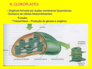 8. CLOROPLASTO:
- Orgânulo formado por duplas membranas lipoproteicas;
- Exclusivo de células fotossintetizantes.
Função:
* Fotossíntese – Produção de glicose e oxigênio-
 