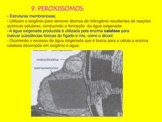 9. PEROXISSOMOS:
- Estruturas membranosas;
- Utilizam o oxigênio para remover átomos de hidrogênio resultantes de reações
químicas celulares, conduzindo a formação da água oxigenada.
- A água oxigenada produzida é utilizada pela enzima catalase para
inativar substâncias tóxicas do fígado e rins, como o álcool.
- Ocorrendo o excesso de água oxigenada que é toxica para a célula a enzima
catalase decompõe em oxigênio e água.
 