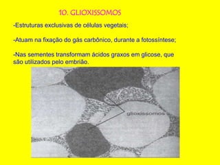 10. GLIOXISSOMOS
-Estruturas exclusivas de células vegetais;
-Atuam na fixação do gás carbônico, durante a fotossíntese;
-Nas sementes transformam ácidos graxos em glicose, que
são utilizados pelo embrião.
 