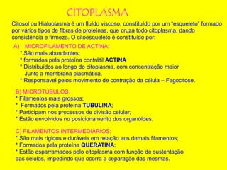 CITOPLASMA
Citosol ou Hialoplasma é um fluído viscoso, constituído por um “esqueleto” formado
por vários tipos de fibras de proteínas, que cruza todo citoplasma, dando
consistência e firmeza. O citoesqueleto é constituído por:
A) MICROFILAMENTO DE ACTINA:
* São mais abundantes;
* formados pela proteína contrátil ACTINA
* Distribuídos ao longo do citoplasma, com concentração maior
Junto a membrana plasmática.
* Responsável pelos movimento de contração da célula – Fagocitose.
B) MICROTÚBULOS:
* Filamentos mais grossos;
* Formados pela proteína TUBULINA;
* Participam nos processos de divisão celular;
* Estão envolvidos no posicionamento dos organóides.
C) FILAMENTOS INTERMEDIÁRIOS:
* São mais rígidos e duráveis em relação aos demais filamentos;
* Formados pela proteína QUERATINA;
* Estão esparramados pelo citoplasma com função de sustentação
das células, impedindo que ocorra a separação das mesmas.
 