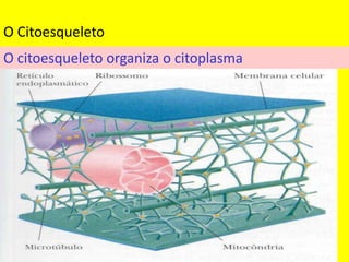 O citoesqueleto organiza o citoplasma
O Citoesqueleto
 
