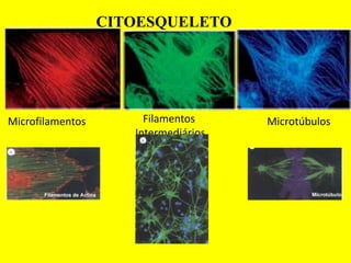 CITOESQUELETO
Filamentos
Intermediários
Microfilamentos Microtúbulos
 