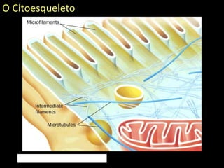 O Citoesqueleto
 
