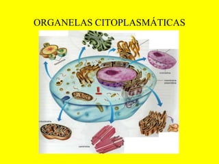 ORGANELAS CITOPLASMÁTICAS
 