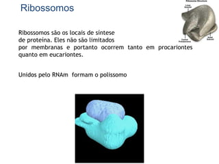 Ribossomos
Ribossomos são os locais de síntese
de proteína. Eles não são limitados
por membranas e portanto ocorrem tanto em procariontes
quanto em eucariontes.
Unidos pelo RNAm formam o polissomo
 