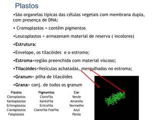 Plastos
•São organelas típicas das células vegetais com membrana dupla,
com presença de DNA;
• Cromoplastos = contêm pigmentos
•Leucoplastos = armazenam material de reserva ( incolores)
•Estrutura:
•Envelope, os tilacóides e o estroma;
•Estroma=região preenchida com material viscoso;
•Tilacóides=Vesículas achatadas, mergulhadas no estroma;
•Granum= pilha de tilacóides
•Grana= conj. de todos os granum
 