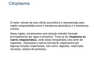 Citoplasma
O maior volume de uma célula eucariótica é representado pela
região compreendida entre a membrana plasmática e a membrana
nuclear.
Nessa região, encontramos uma solução coloidal formada
principalmente por água e proteínas. Trata-se do citoplasma oucitoplasma ou
matriz citoplasmáticamatriz citoplasmática, onde estão mergulhados uma série de
organelas, ribossomos e outras estruturas responsáveis por
algumas funções importantes, tais como: digestão, respiração,
secreção, síntese de proteínas.
 