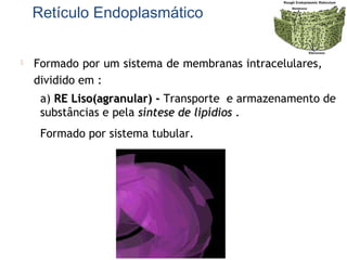  Formado por um sistema de membranas intracelulares,
dividido em :
Retículo Endoplasmático
a) RE Liso(agranular) -RE Liso(agranular) - Transporte e armazenamento de
substâncias e pela síntese de lipídiossíntese de lipídios .
Formado por sistema tubular.
 