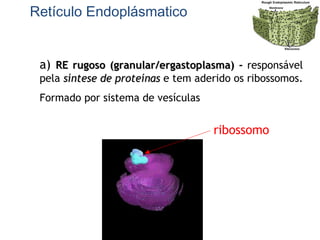 Retículo Endoplásmatico
a) RE rugoso (granular/ergastoplasma)RE rugoso (granular/ergastoplasma) - responsável
pela síntese de proteínassíntese de proteínas e tem aderido os ribossomos.
Formado por sistema de vesículas
ribossomo
 